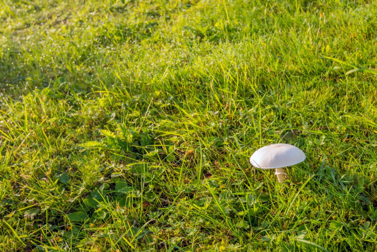 False Champignon Mushrooms