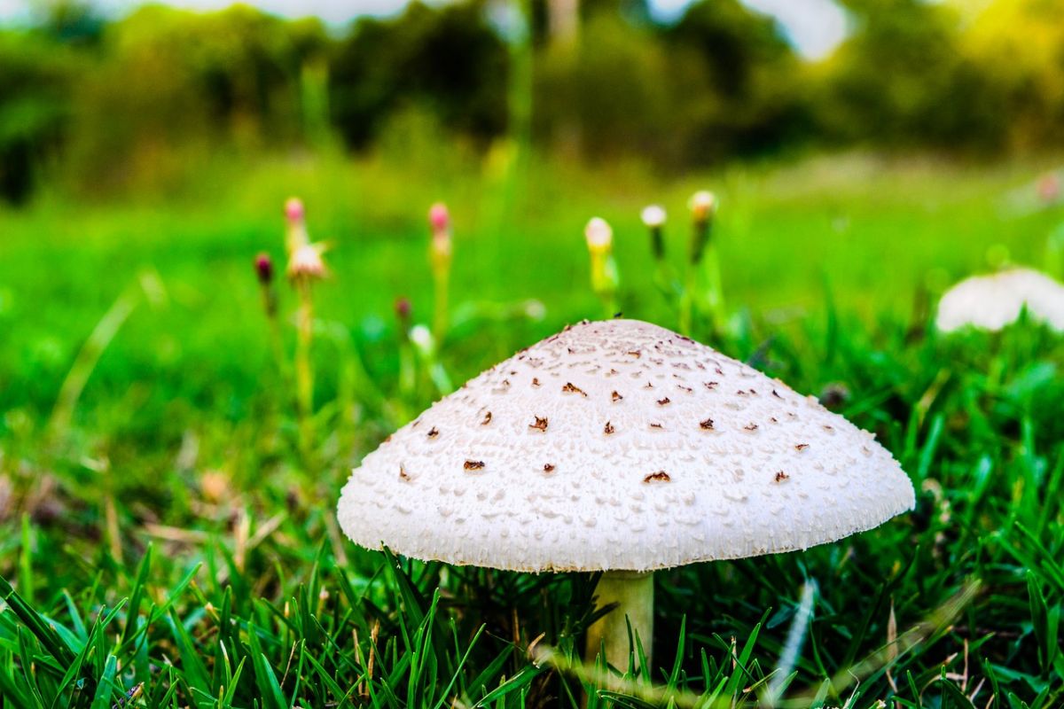 False Parasol Mushrooms