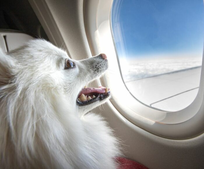 Flying with a Dog