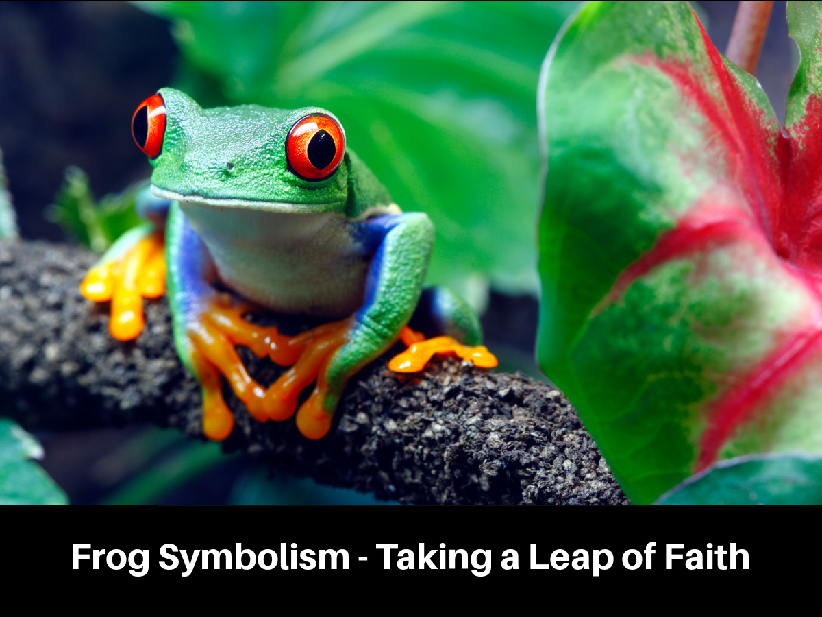 Frog Symbolism - Taking a Leap of Faith