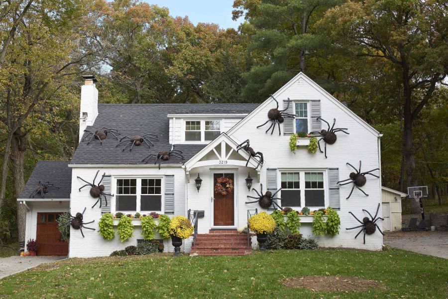 Giant House Spiders
