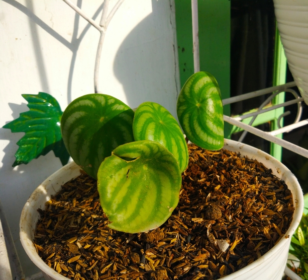 Growing the Peperomia Plant