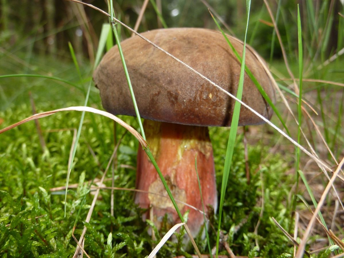 Gypsy Mushrooms