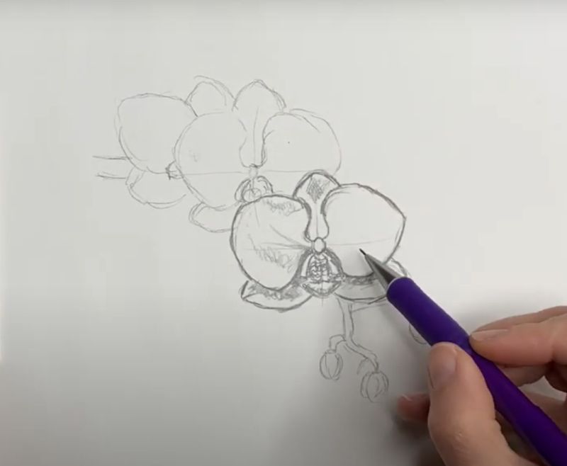 HOW TO DRAW AN ORCHID