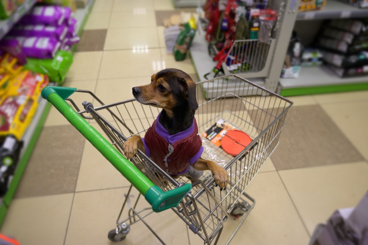 How Can I Find Dog Friendly Stores Near Me