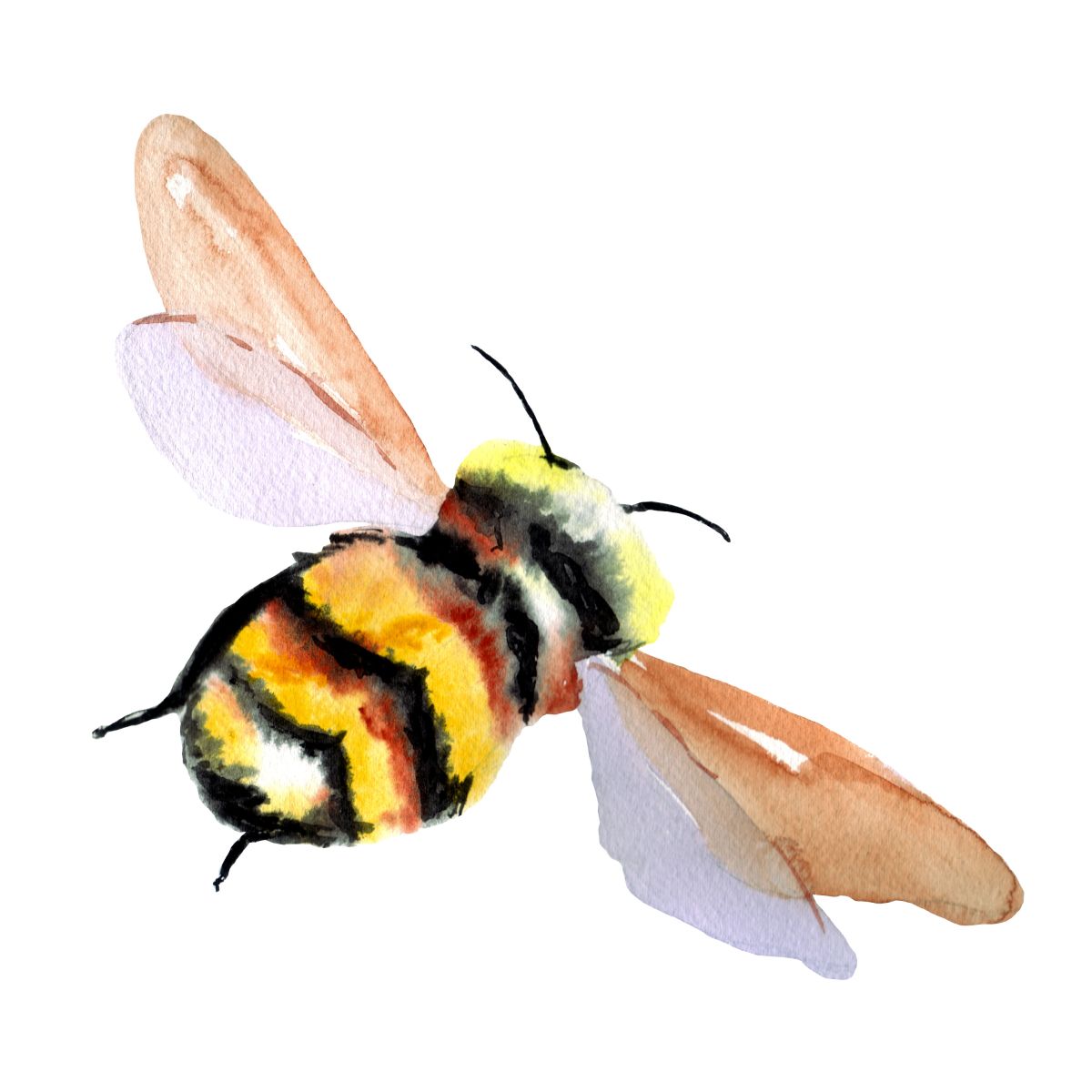Yummy Yummy, I love honey - Bee Drawing – Garth Bayley Art-saigonsouth.com.vn