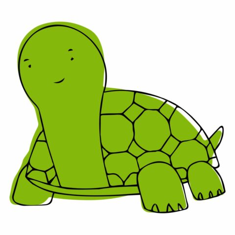 How To Draw a Turtle