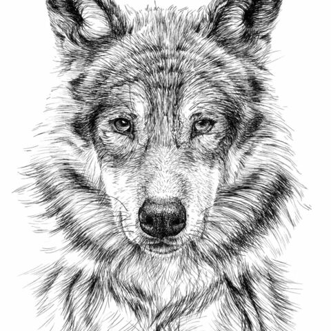 How To Draw a Wolf