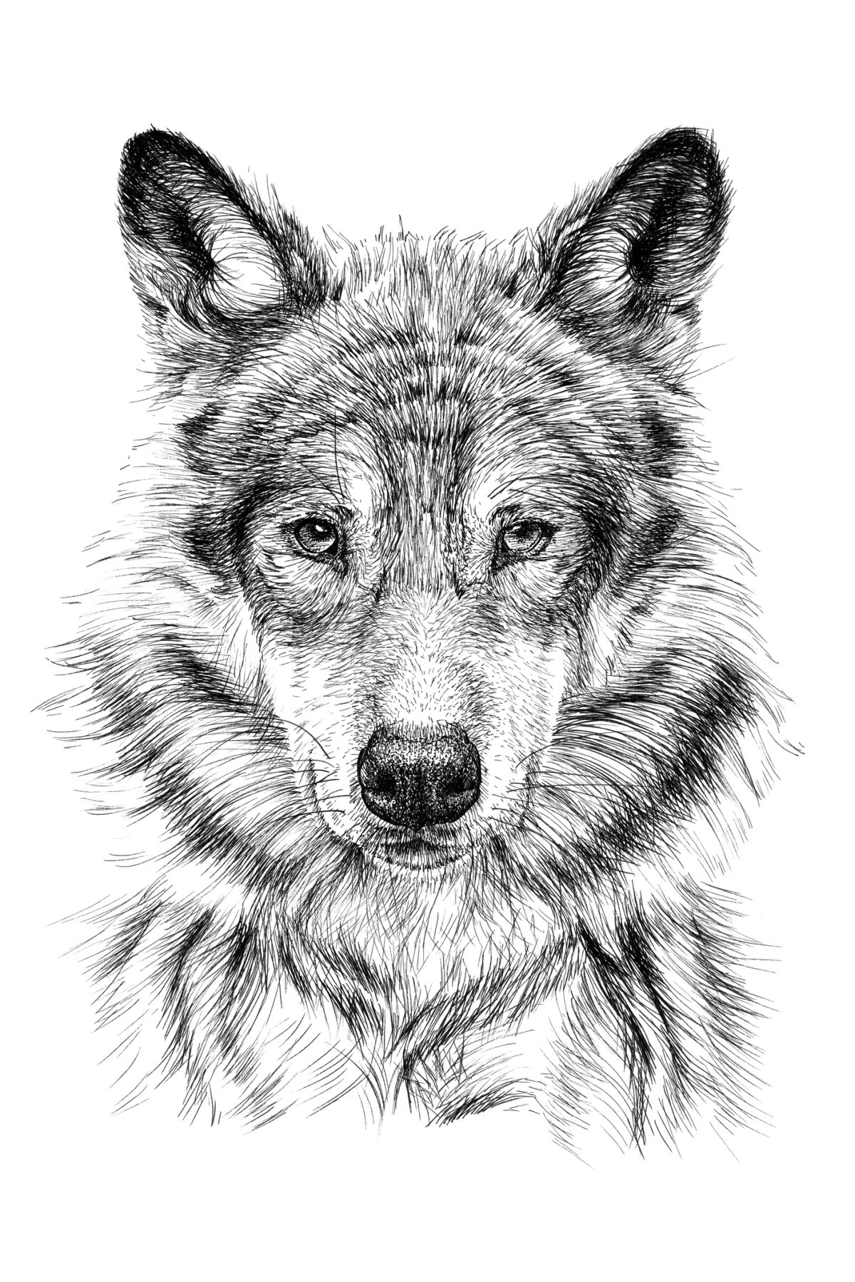 How To Draw a Wolf: 10 Easy Drawing Projects
