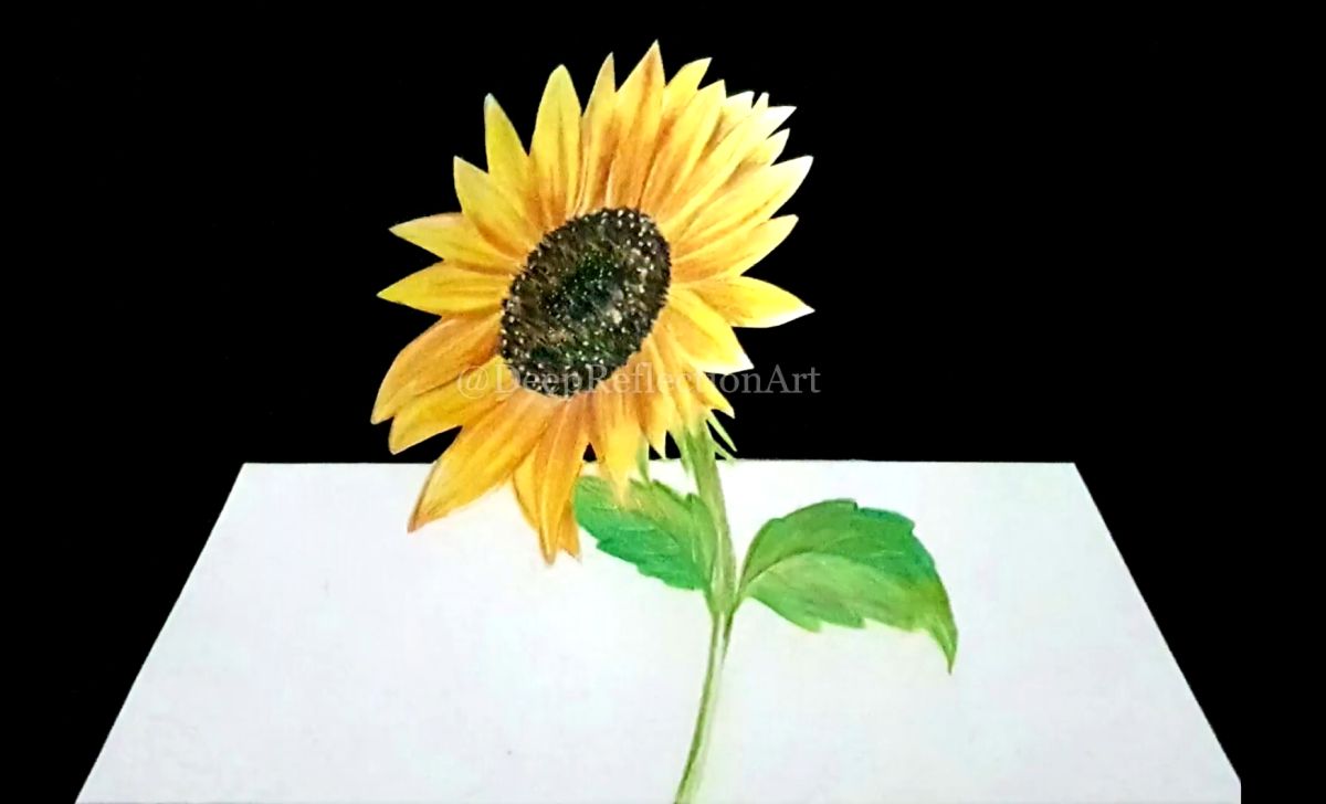 How to Draw a 3D Sunflower