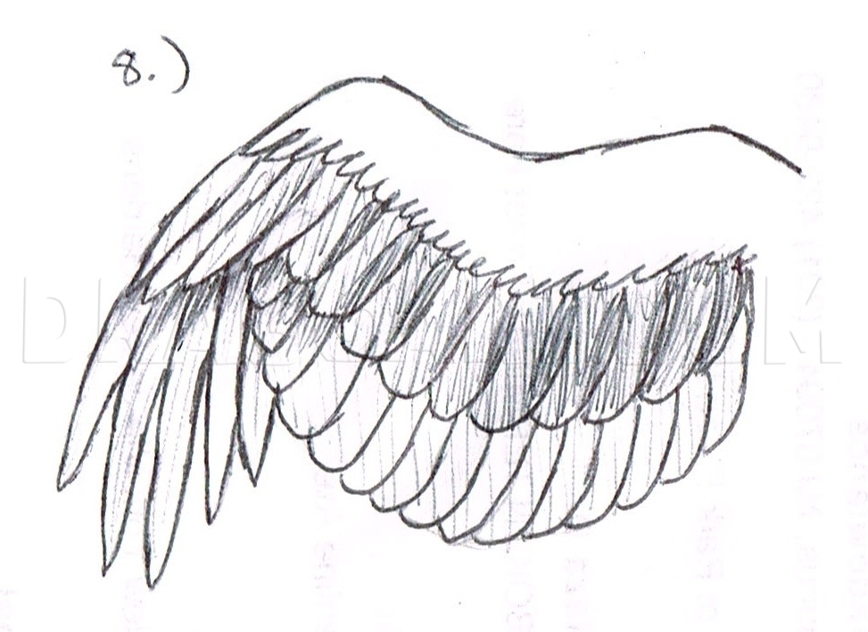 How to Draw a Bird Wing