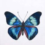 How to Draw a Butterfly: 15 EASY Drawing Projects