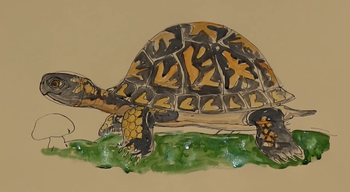 How to Draw a Box Turtle