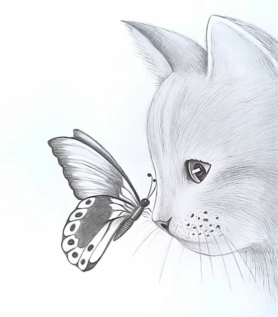 How to Draw a Butterfly on a Cat's Nose