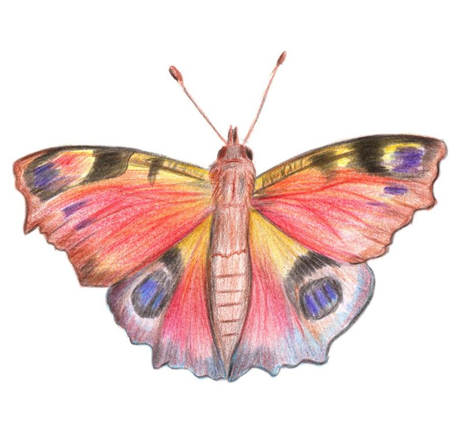 How to Draw a Butterfly with Peacock Colored Pencils