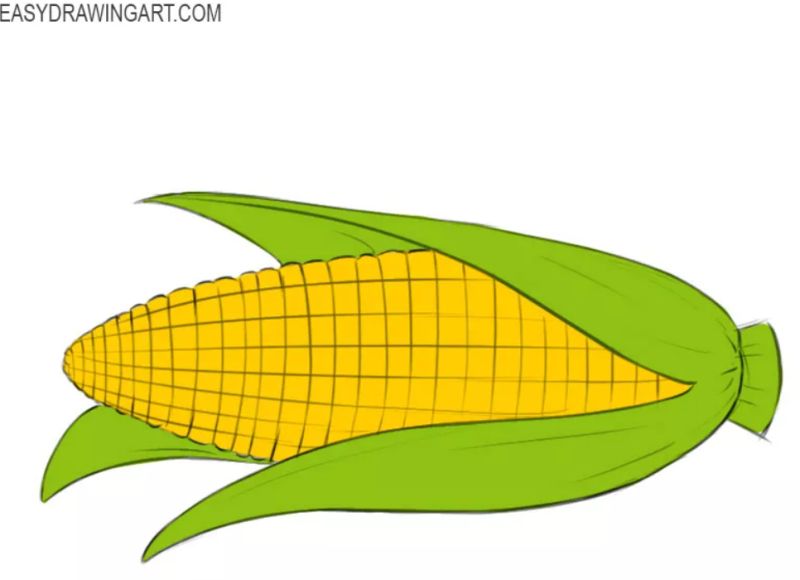 How to Draw a Corn Cob