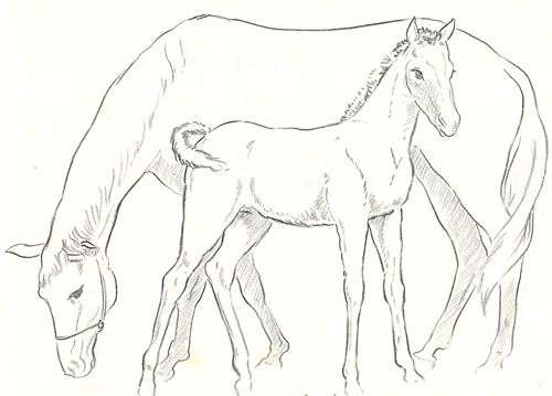 How to Draw a Foal and Mother Horse