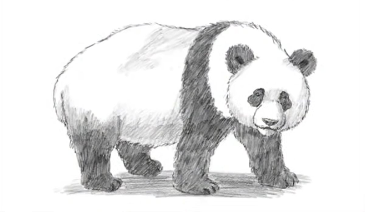 How to Draw a Giant Panda