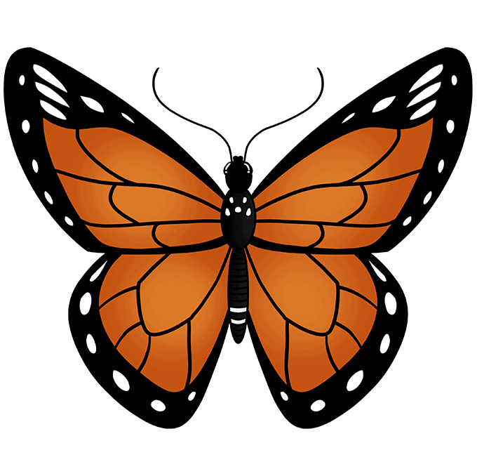 How to Draw a Monarch Butterfly 