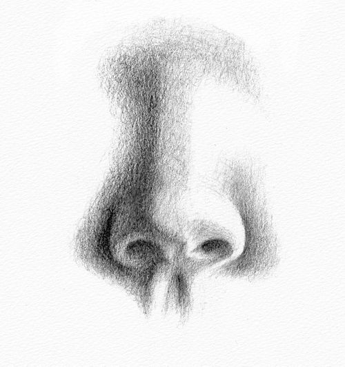 How to Draw a Portrait Nose