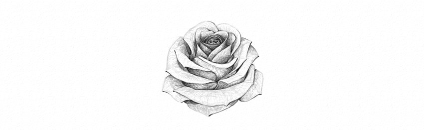 How to Draw a Realistic-Looking Rose