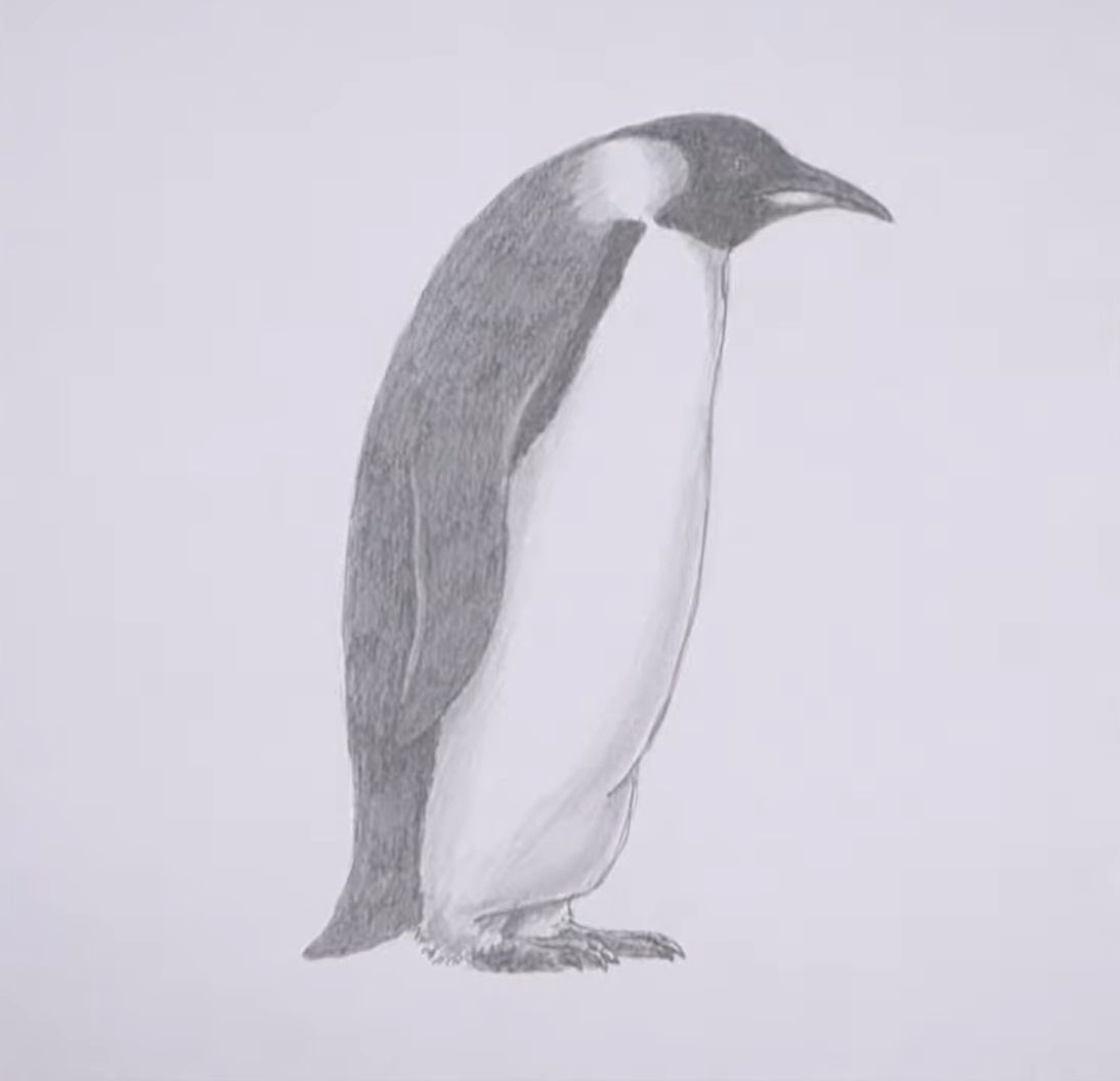 How to Draw a Realistic Penguin