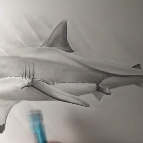 How to Draw a Realistic Shark