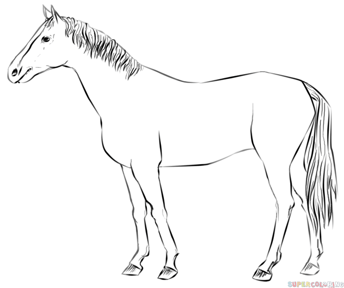 How to Draw a Realistic Standing Horse