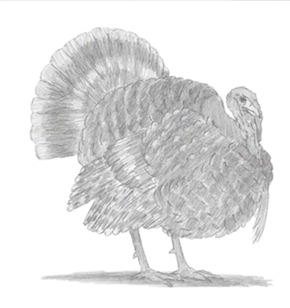 How to Draw a Realistic Turkey