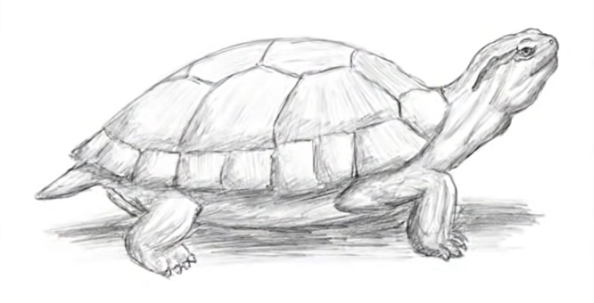 How to Draw a Realistic Turtle