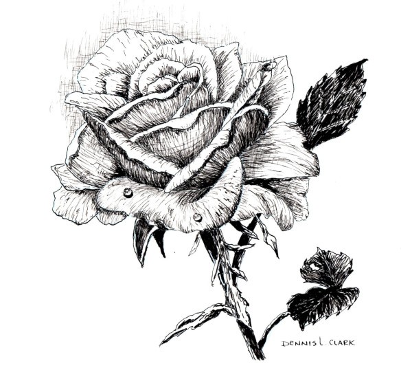 How to Draw a Rose in Pen and Ink