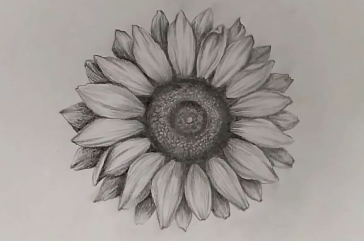 Highly Detailed Hyper Realistic Pencil Sketch of a Sunflower Yellow ·  Creative Fabrica