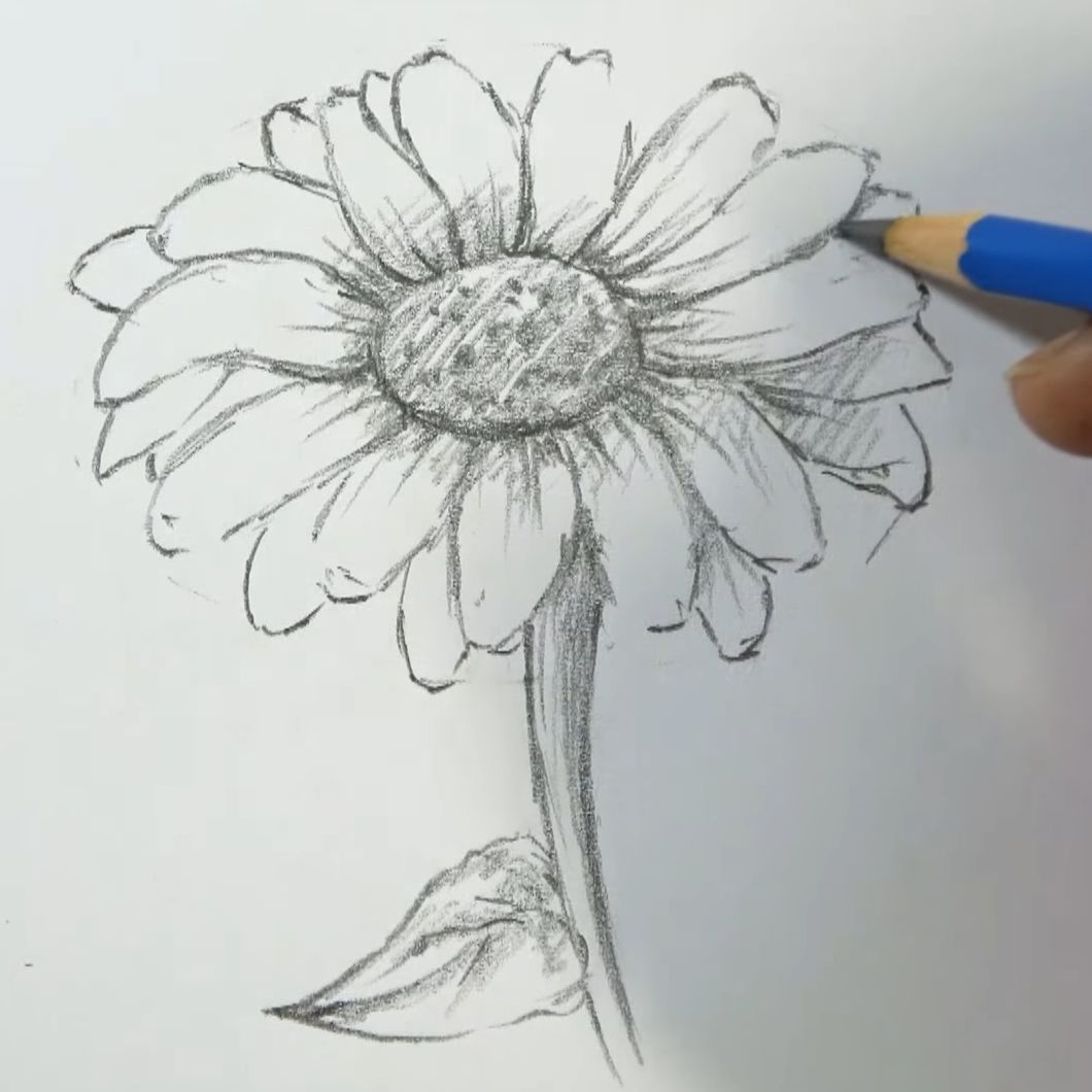 How to Draw a Sunflower Sketch