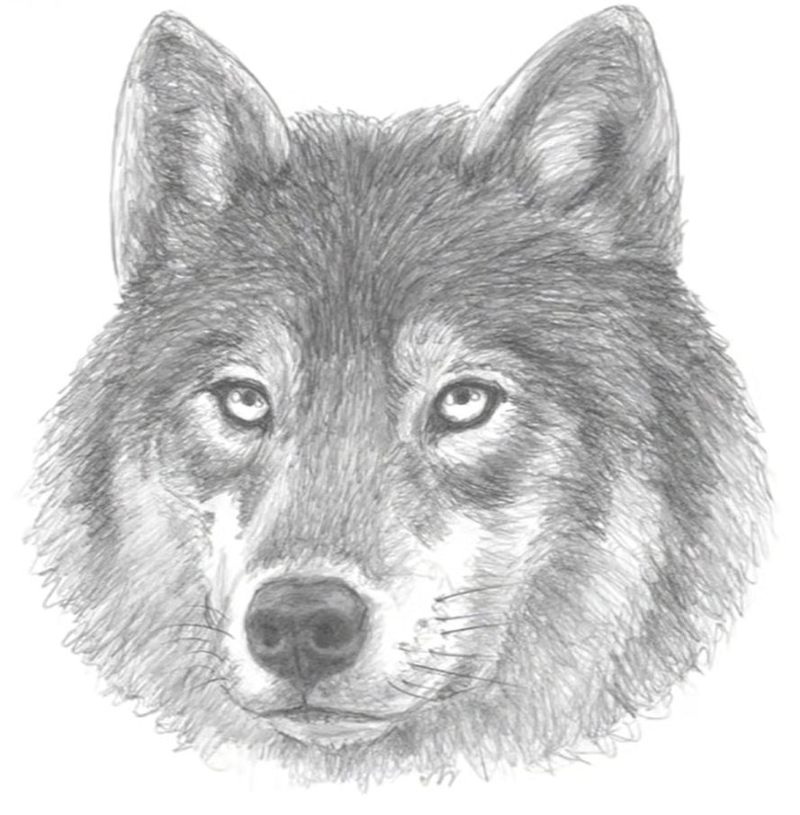 How to Draw a Wolf Head