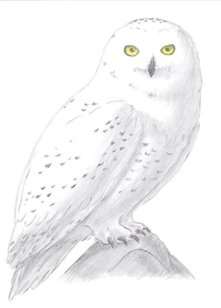 How to Draw an Arctic Owl
