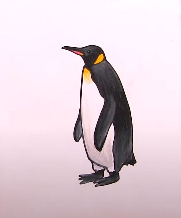 How to Draw an Emperor Penguin