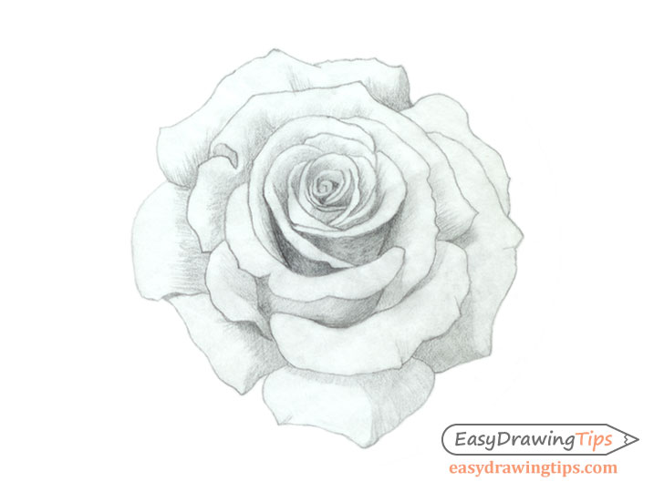 How to Draw an Open Rose from Scratch