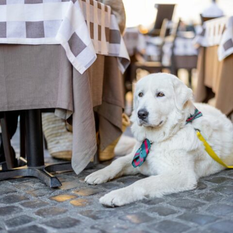 How to Find Dog Friendly Restaurants Near Me