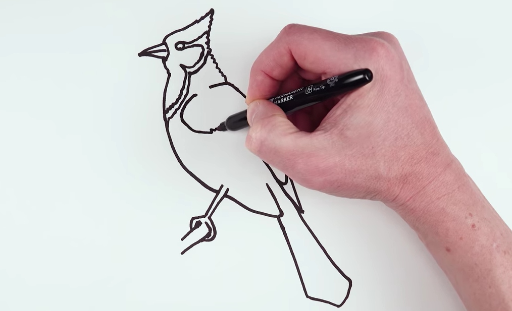 How to draw Blue Jay Bird Easy Drawing and Coloring Art Tutorial