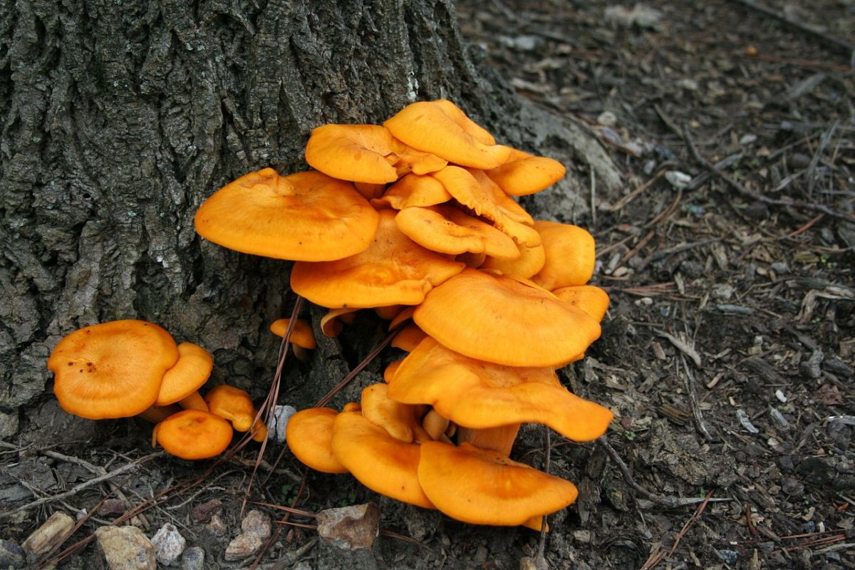 Jack-o-Lantern Mushrooms