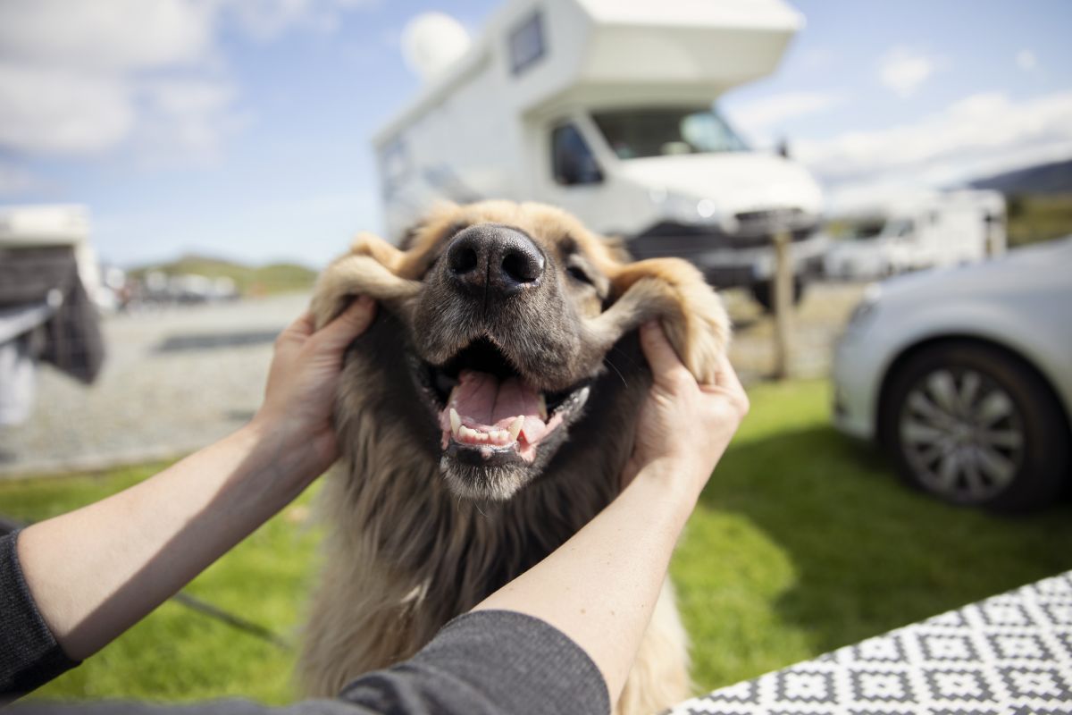 Most Dog Friendly RV Camping Sites