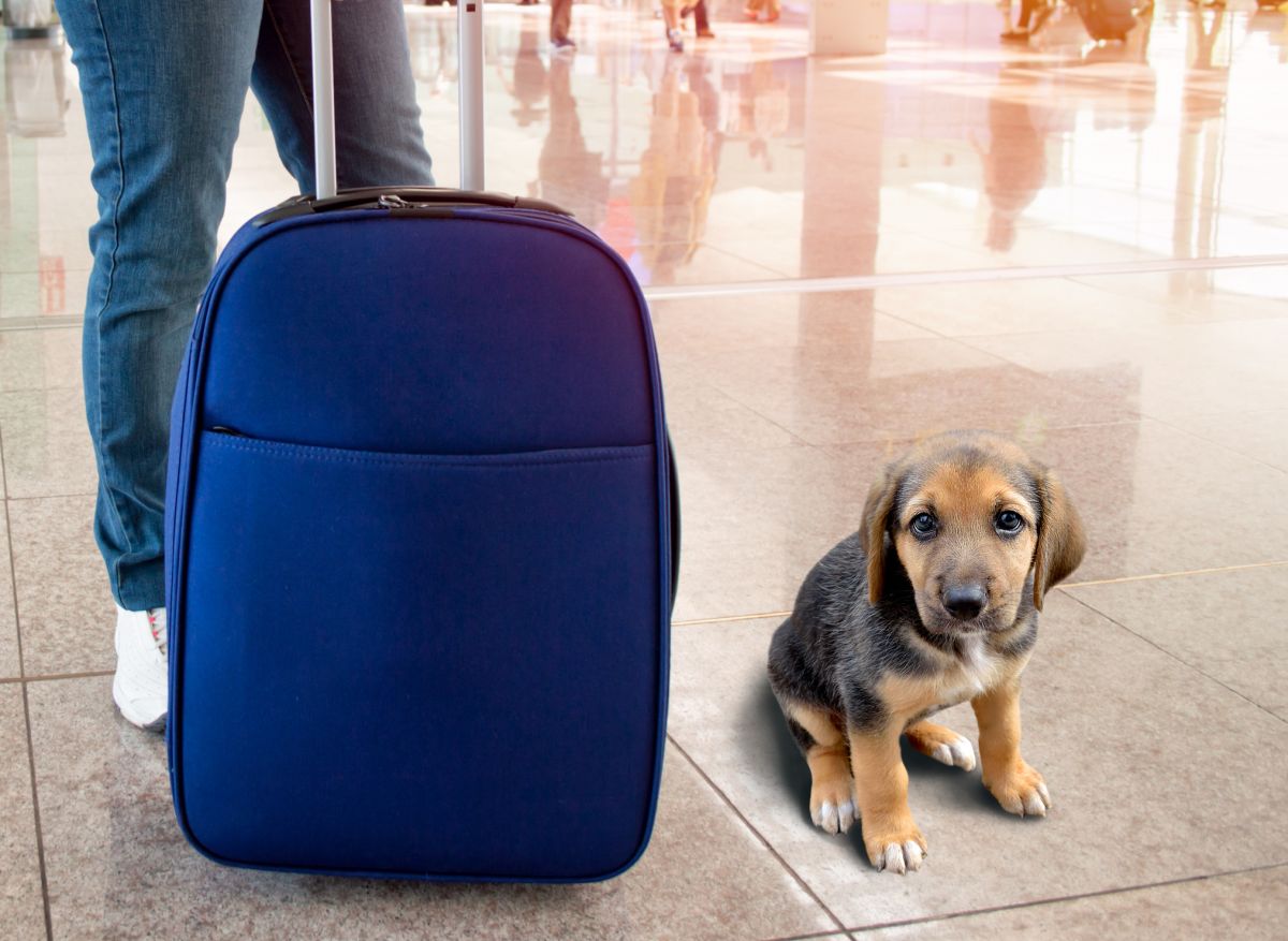 Pet Policies for Biggest Airlines