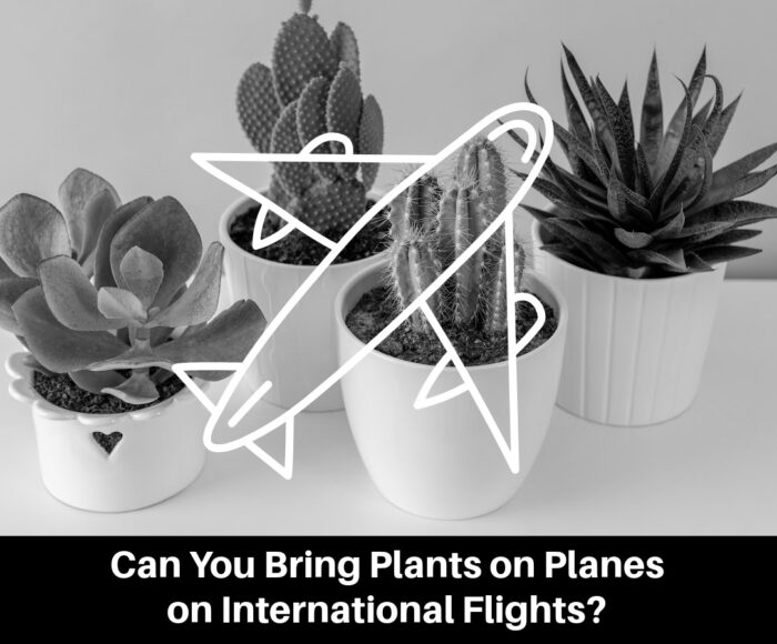 Can You Bring Plants on Planes on International Flights?