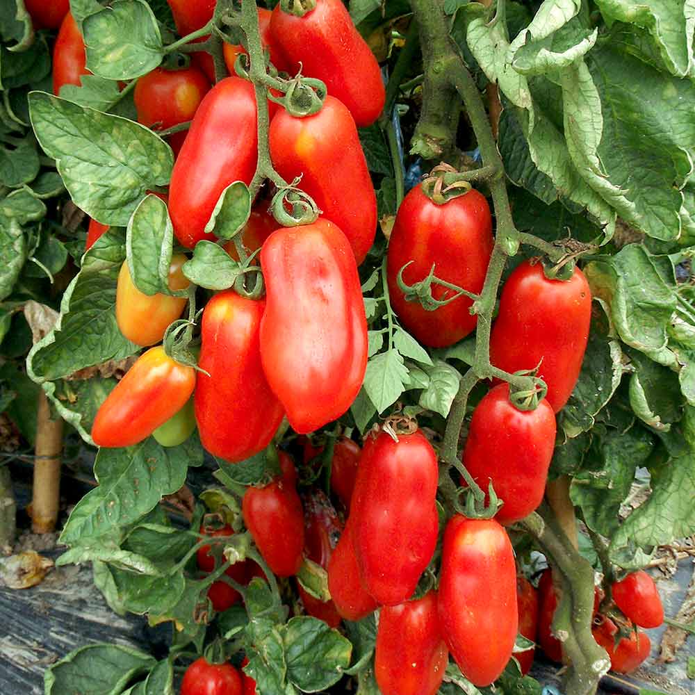 San Marzano Tomatoes	Sativa