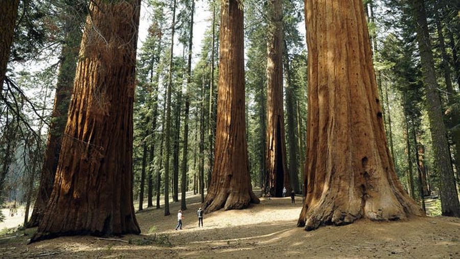 Sequoia, California