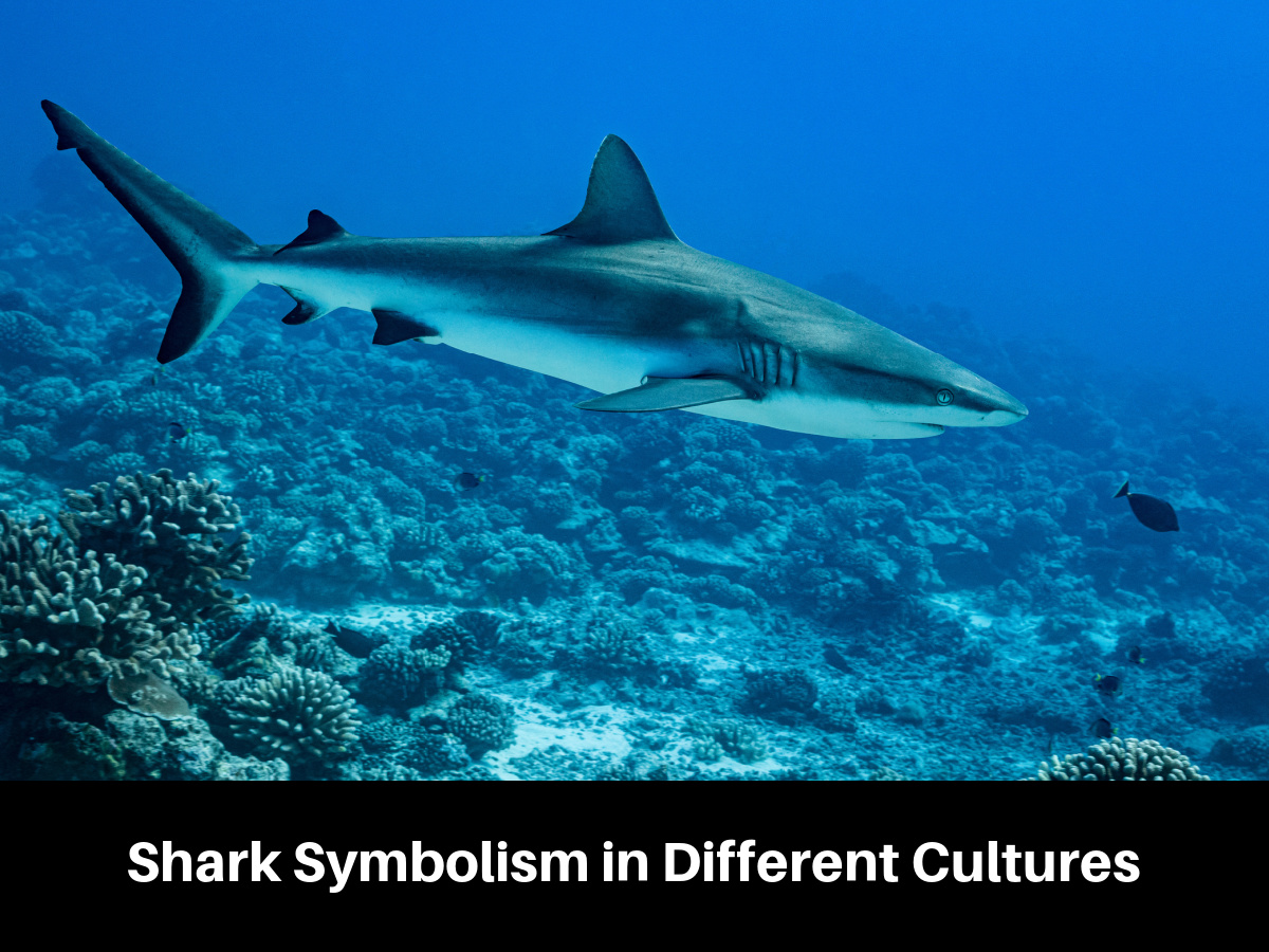 Shark Symbolism in Different Cultures