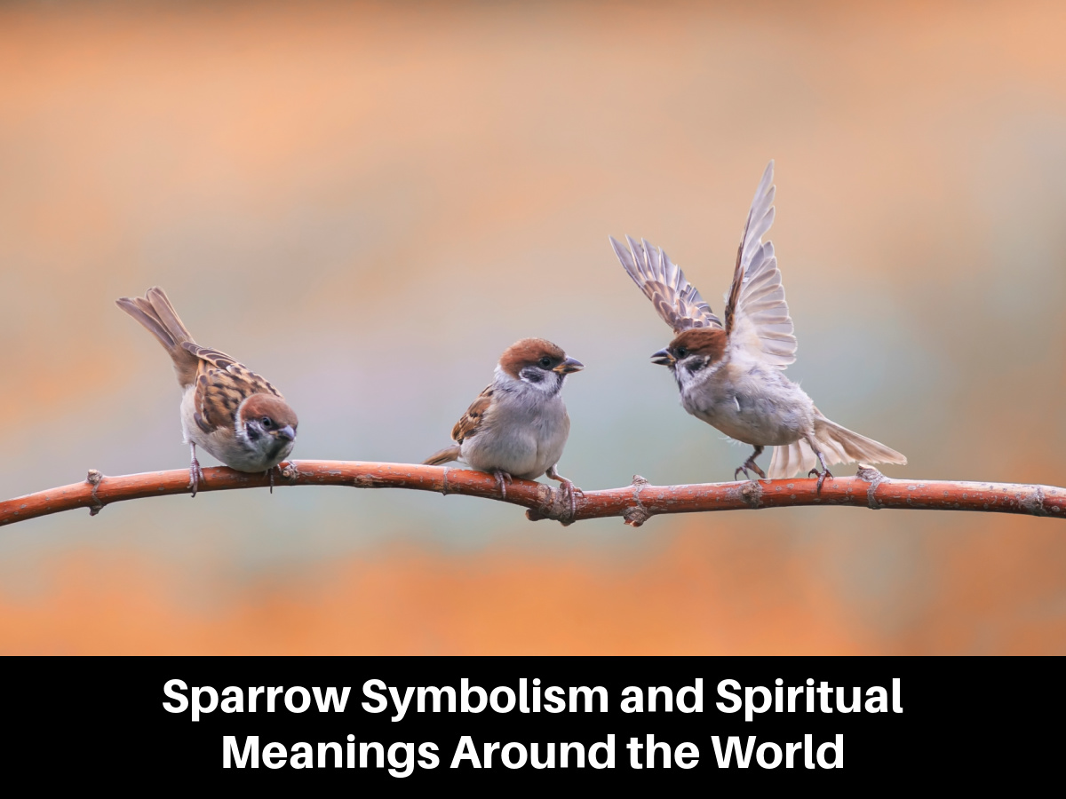 Sparrow Symbolism and Spiritual Meanings Around the World