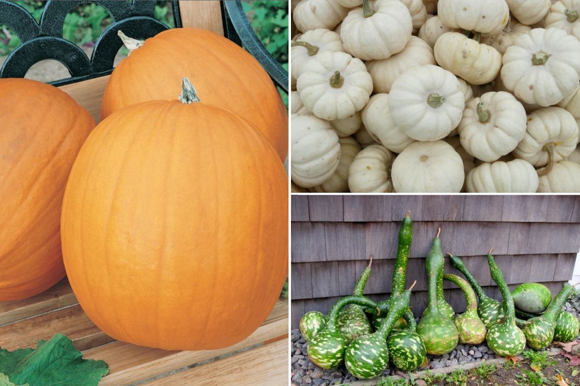 Squash Types That Are Inedible