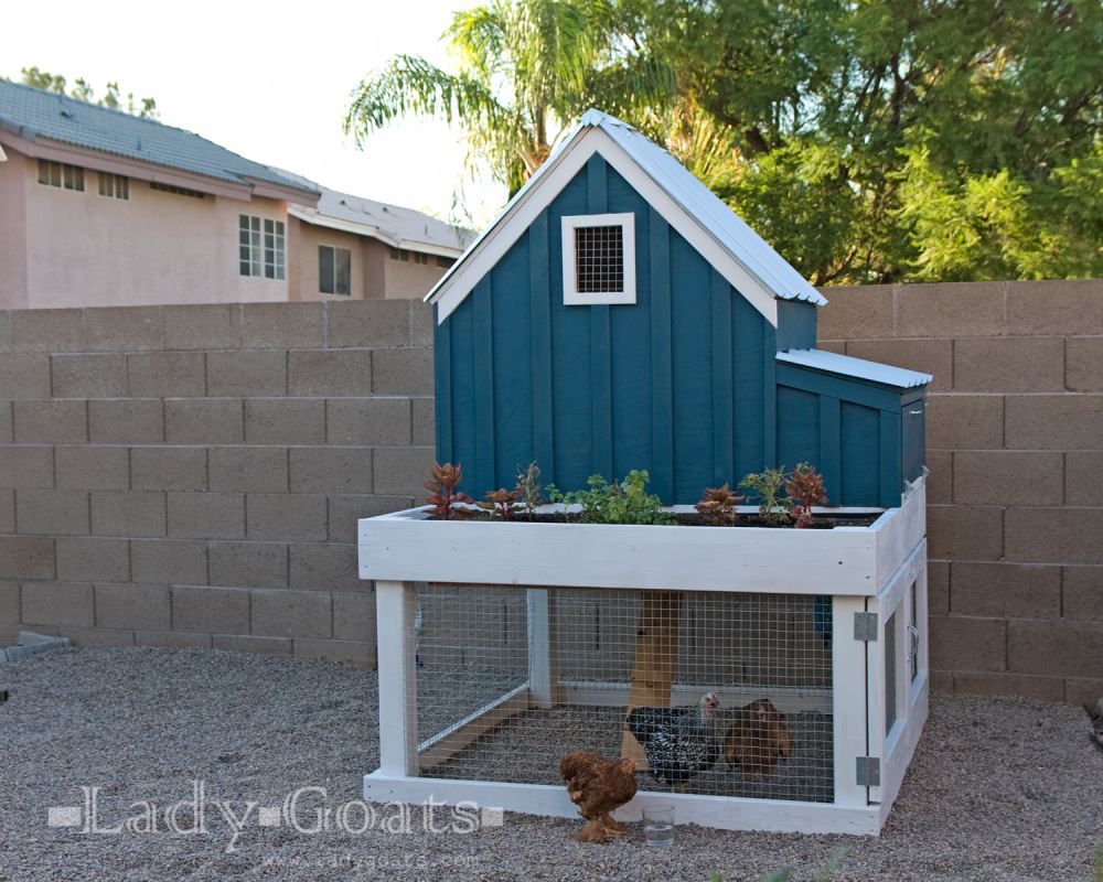 The Chicken Coop House