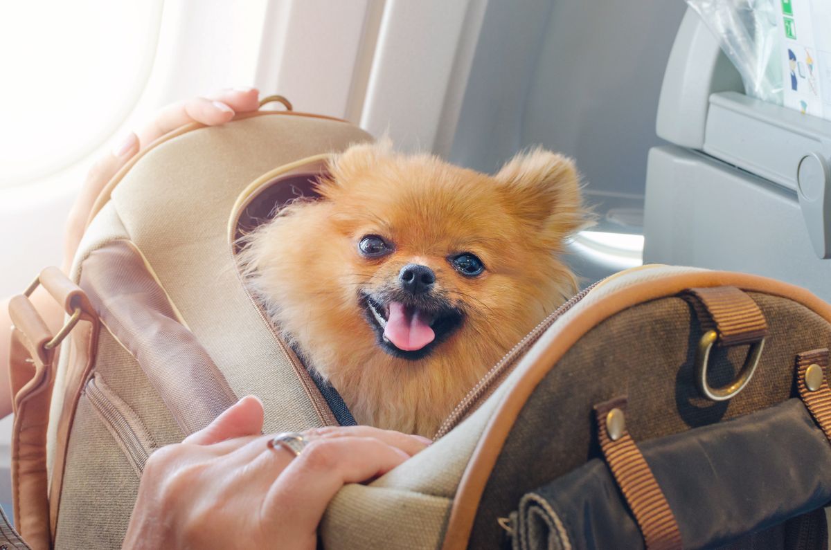 Things to Consider Before Flying with a Dog